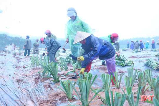 Trồng thử nghiệm 6 ha dứa liên kết với doanh nghiệp tại Cẩm Hưng