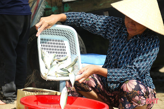 Trúng đậm cá bạc má, ngư dân thu tiền triệu mỗi chuyến ra khơi 