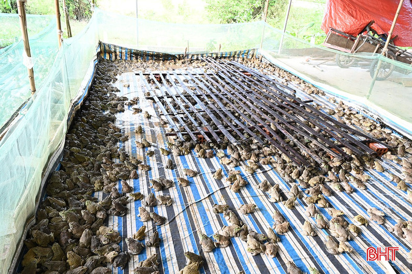 Nuôi ếch Thái Lan mở hướng làm giàu ở vùng biên giới