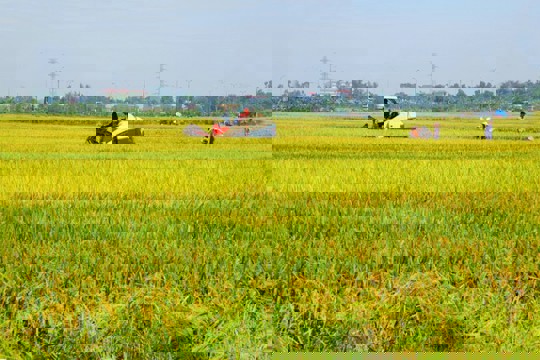 Hà Tĩnh quy định mức nộp tiền khi chuyển đất chuyên trồng lúa sang mục đích phi nông nghiệp 