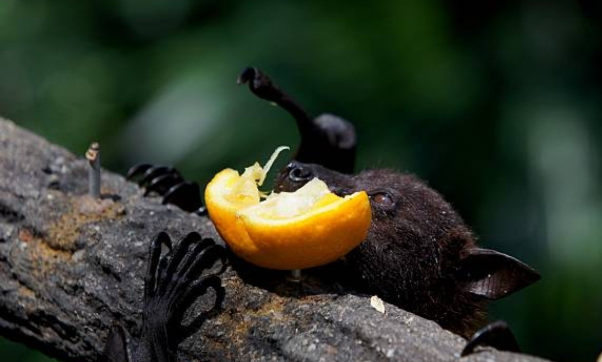 canh giac voi virus nipah nhung nguoi dan khong nen qua hoang mang hinh anh 2