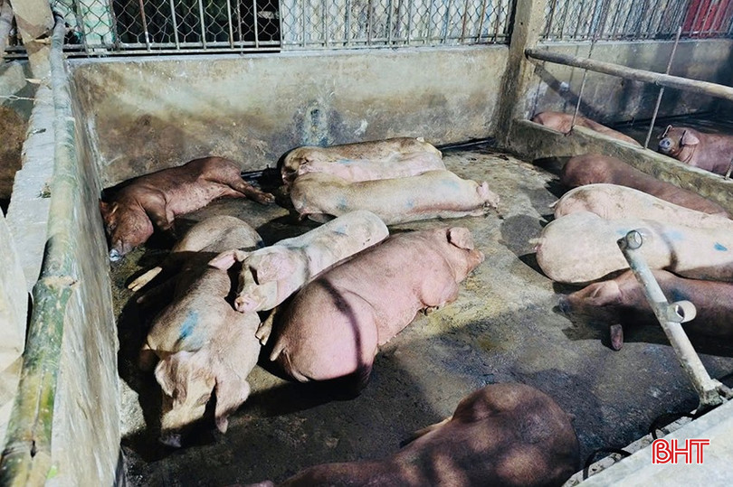 Nhiều hộ chăn nuôi ngậm ngùi "lỡ hẹn" với thị trường Tết