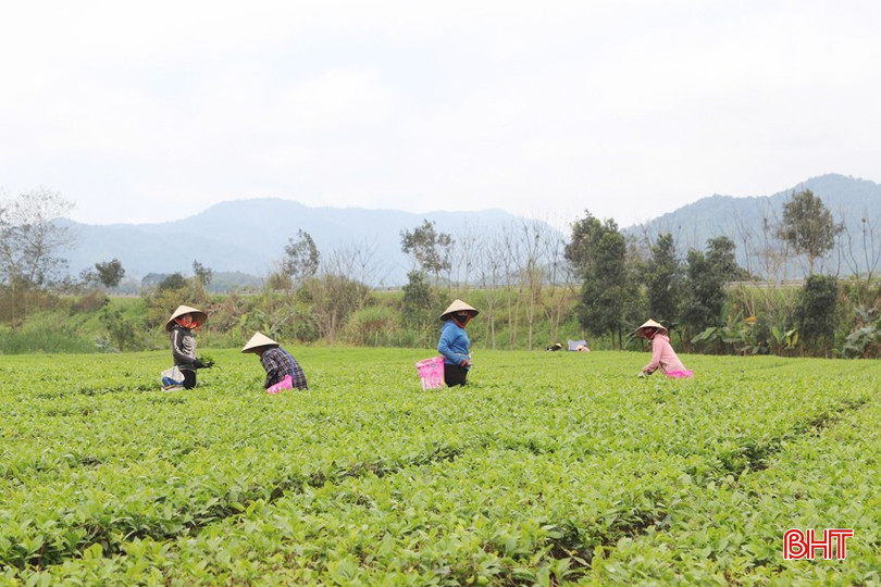 Tổng đội Thanh niên Tây Sơn - "khi ta đi đất bỗng hóa tâm hồn"
