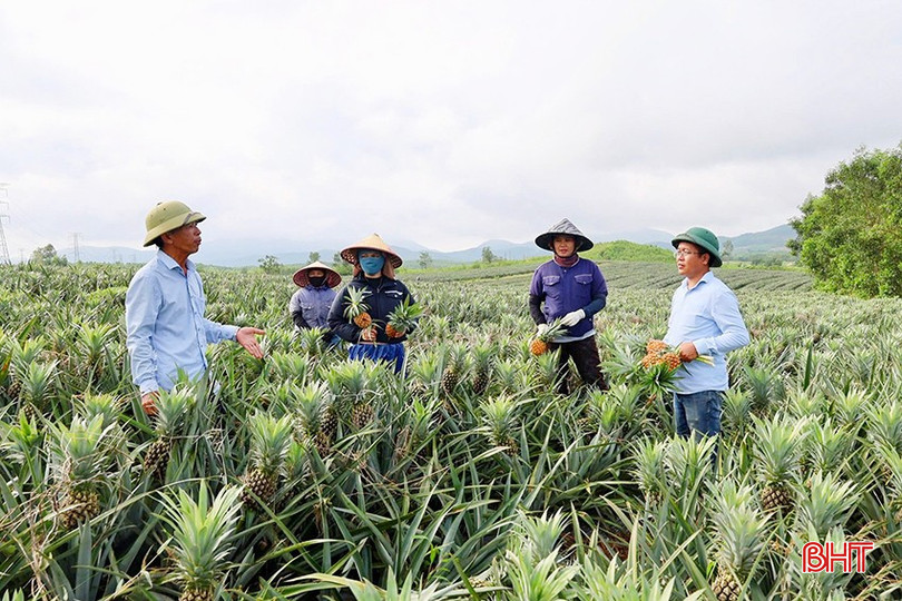 Hà Tĩnh hướng đến nền nông nghiệp xanh từ sản xuất giảm phát thải 